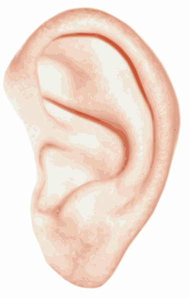 Human Ear Clip Art At Clker Com   Vector Clip Art Online Royalty Free