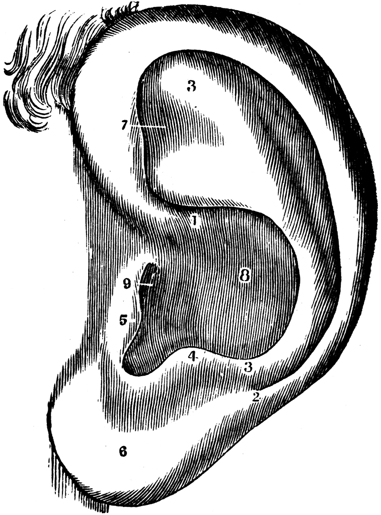 The Left Ear   Clipart Etc