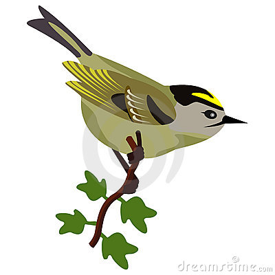 Goldcrest Singing Bird Royalty Free Stock Images   Image  19076189