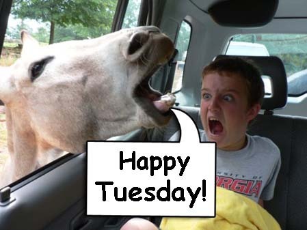Horse  Happy Tuesday   Punjabigraphics Com