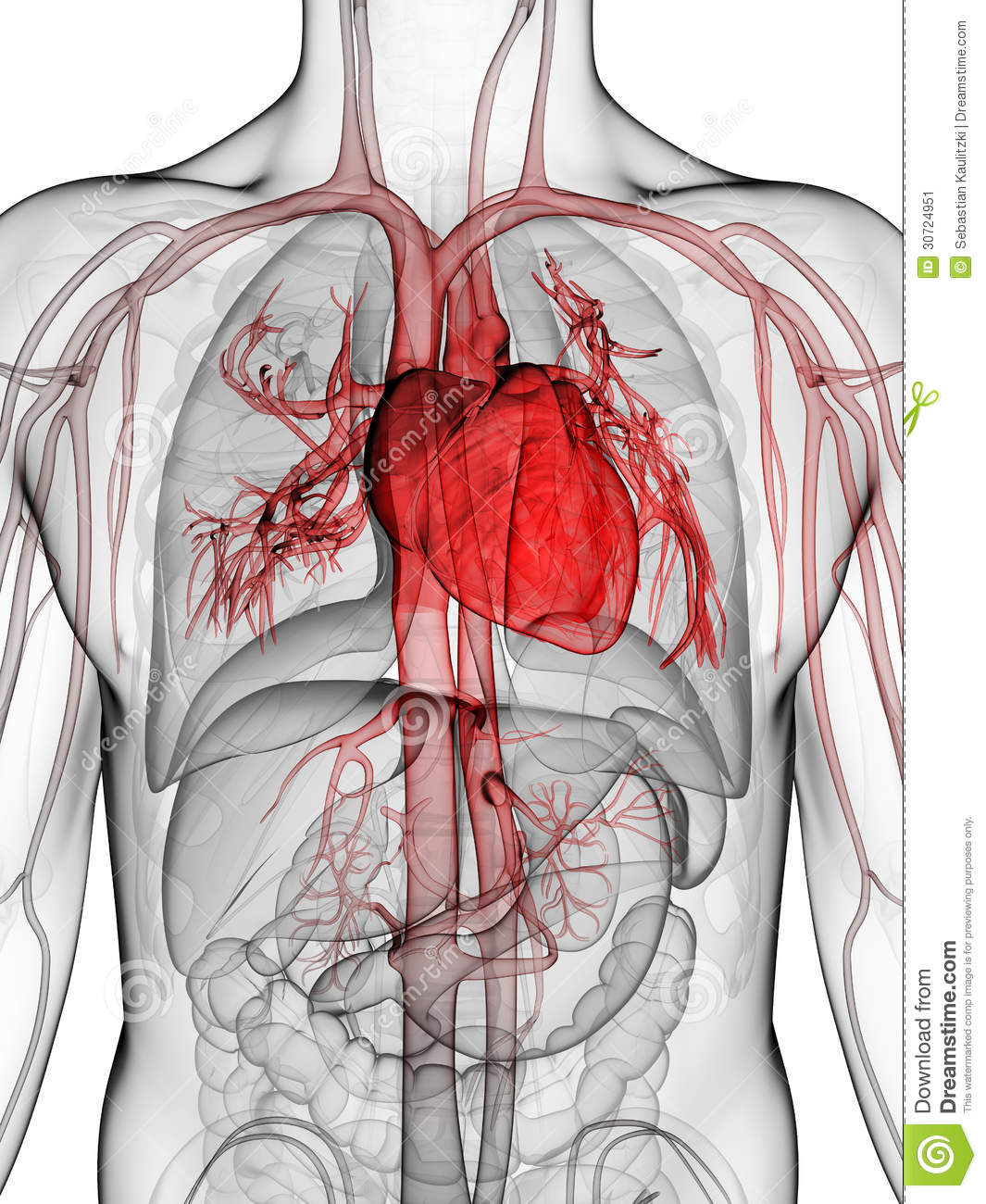 3d Rendered Illustration Of The Human Heart