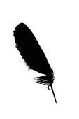 Black Feather Isolated On White   Clipart Graphic