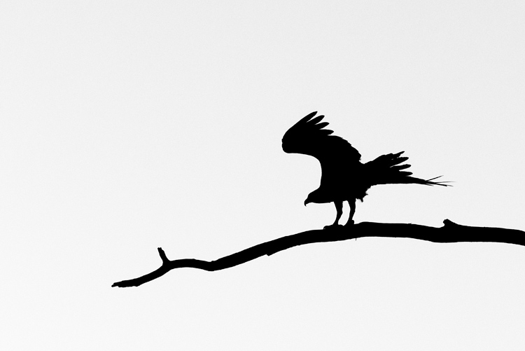 Mockingbird Flying Silhouette   Clipart Best