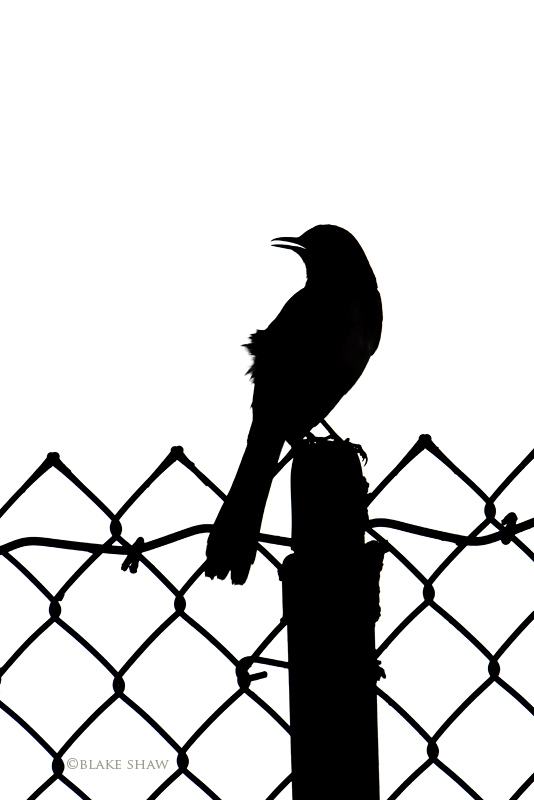 Mockingbird Flying Silhouette   Free Cliparts That You Can Download