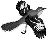 Mockingbird Illustrations And Clip Art  17 Mockingbird Royalty Free