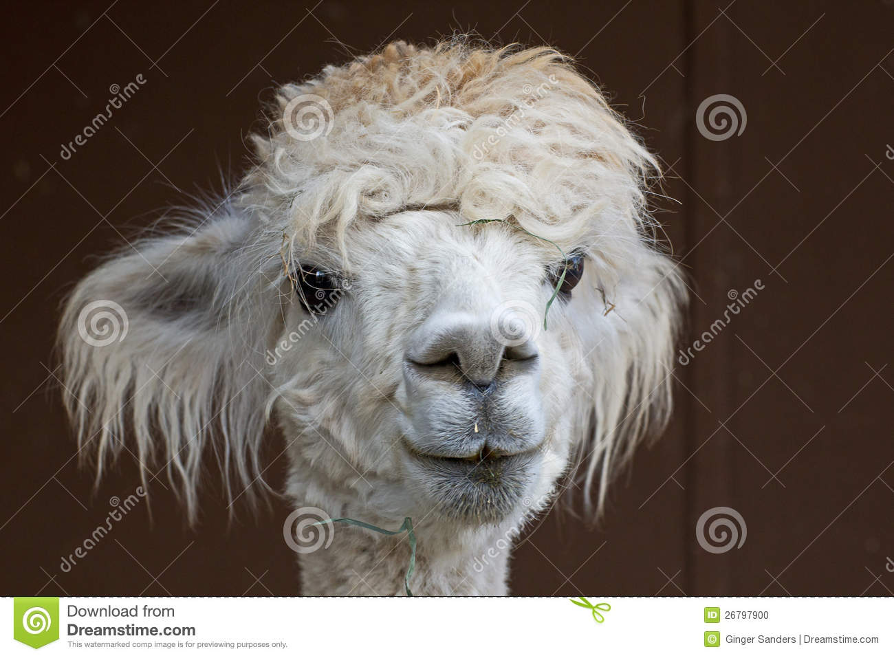 Confused Looking White Alpaca  Vicugna Pacos  With Grass In Her Hair