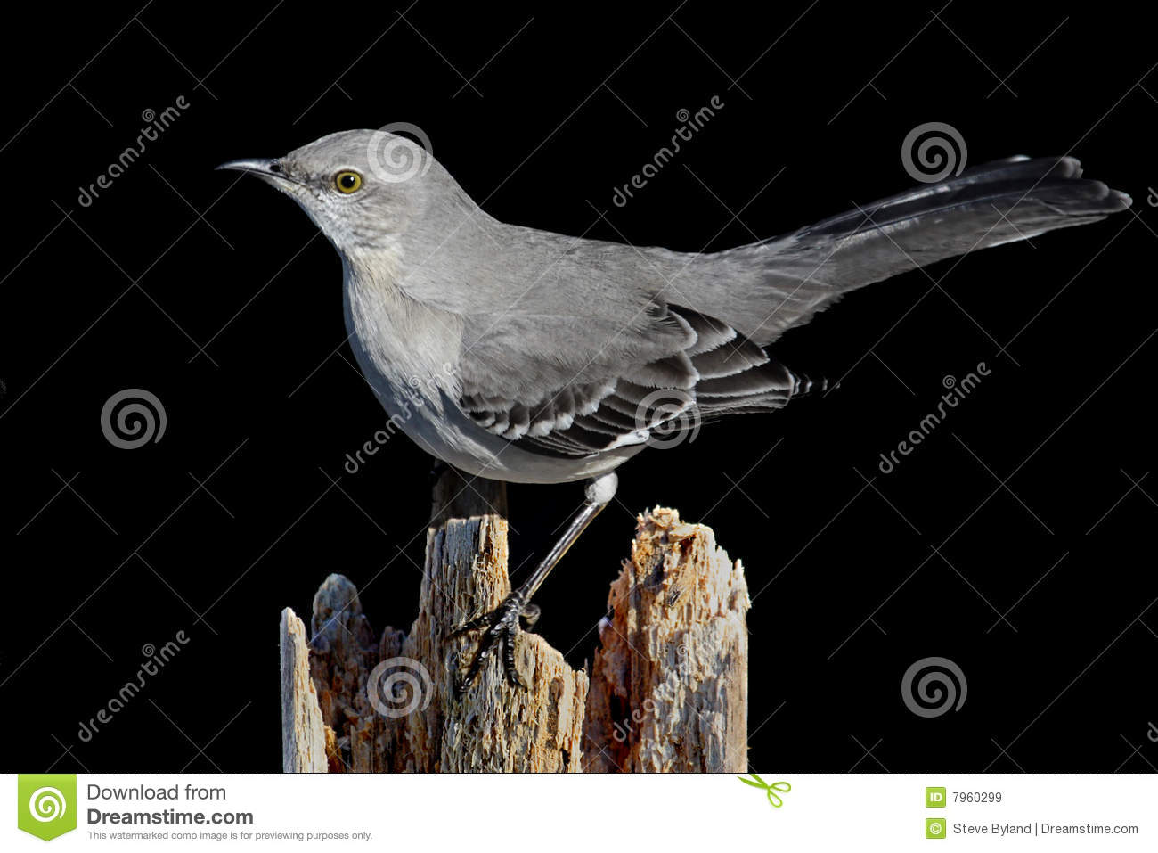 Mockingbird On Black Royalty Free Stock Images   Image  7960299