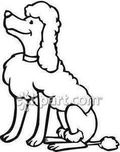 Black And White Smiling Poodle   Royalty Free Clipart Picture