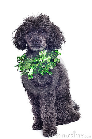 Black Poodle Clipart Black Toy Poodle Isolated On
