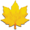 Orange Maple Leaf Clip Art At Clker Com   Vector Clip Art Online