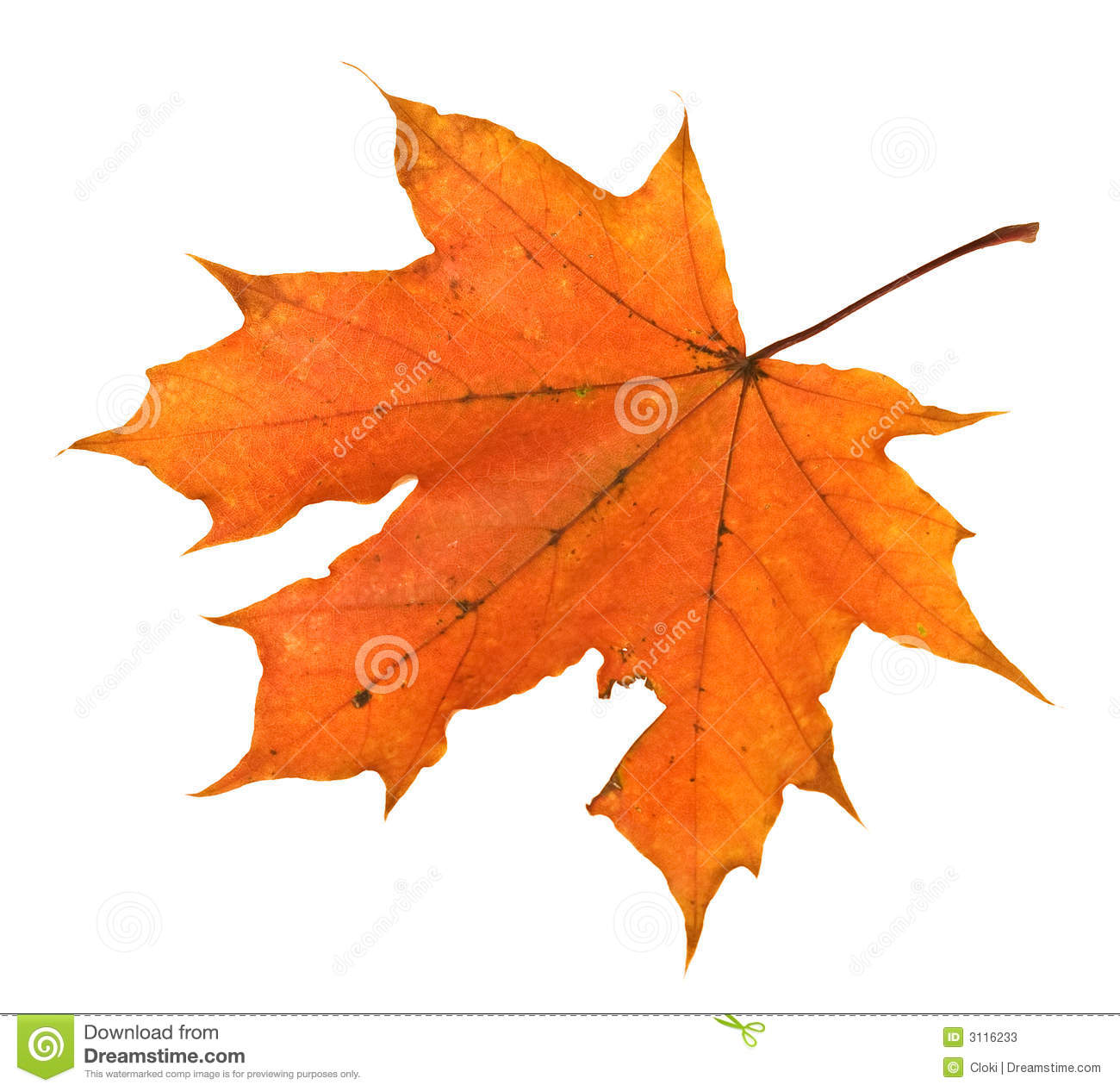 Stock Photos  Orange Maple Leaf Isolated  Image  3116233
