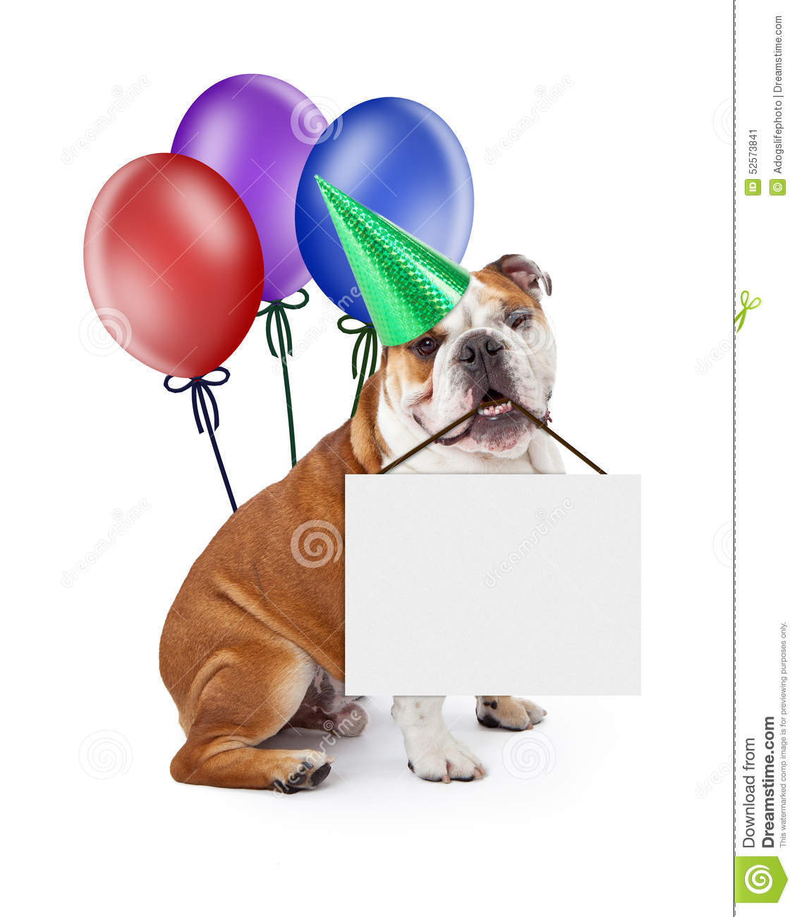 Birthday Dog Holding Blank Sign With Balloons Stock Photo   Image
