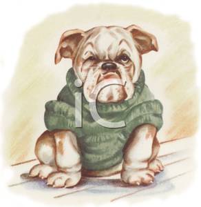 Colorful Cartoon Of A Bulldog Wearing A Dog Sweater   Royalty Free