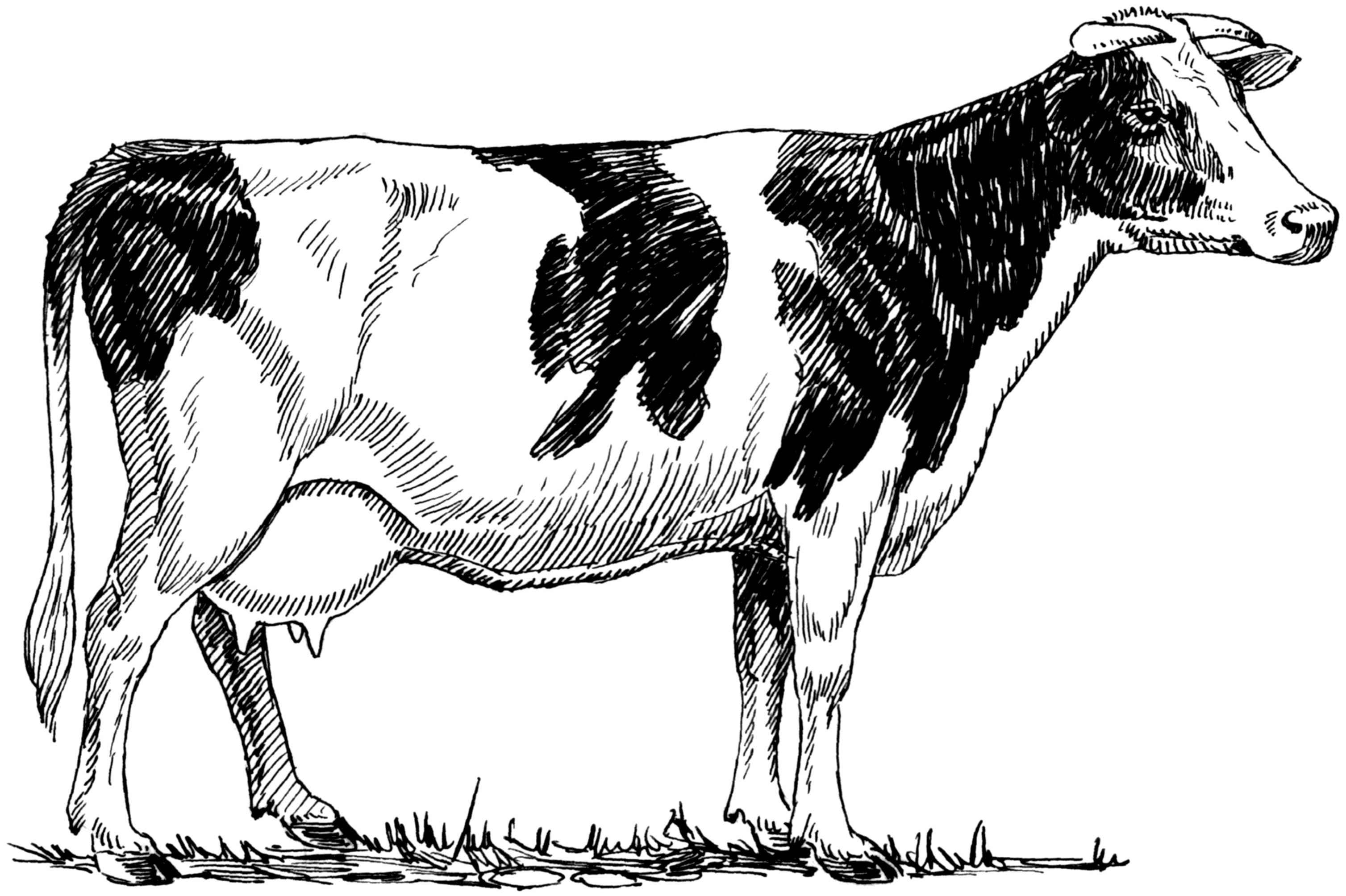 Description Holstein Cow  Psf  Png