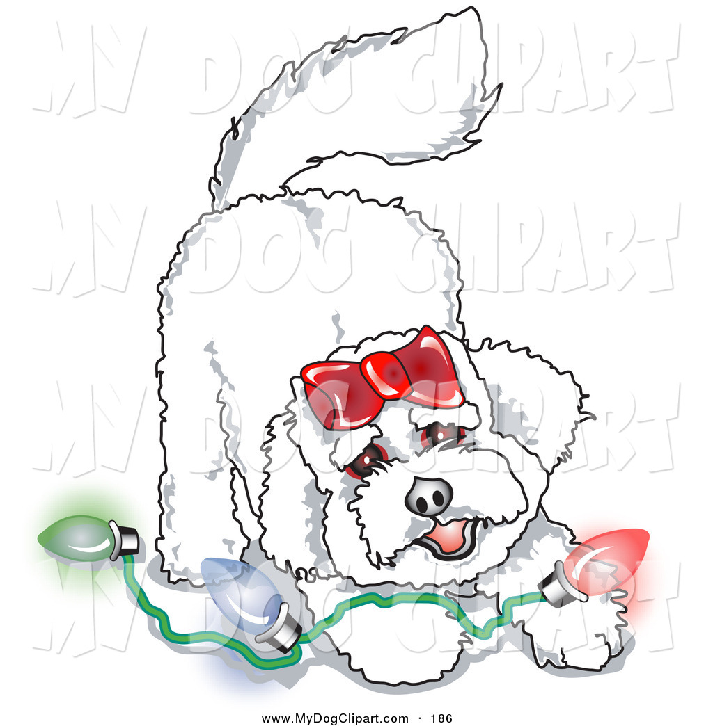 Frise Dog Playing With Colorful Christmas Lights By Andy Nortnik