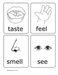 Preschool 5 Senses On Pinterest   5 Senses Activities 5 Senses    