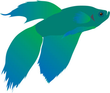   This Is A Free Clipart Picture Of A Blue And Green Beta Fish    