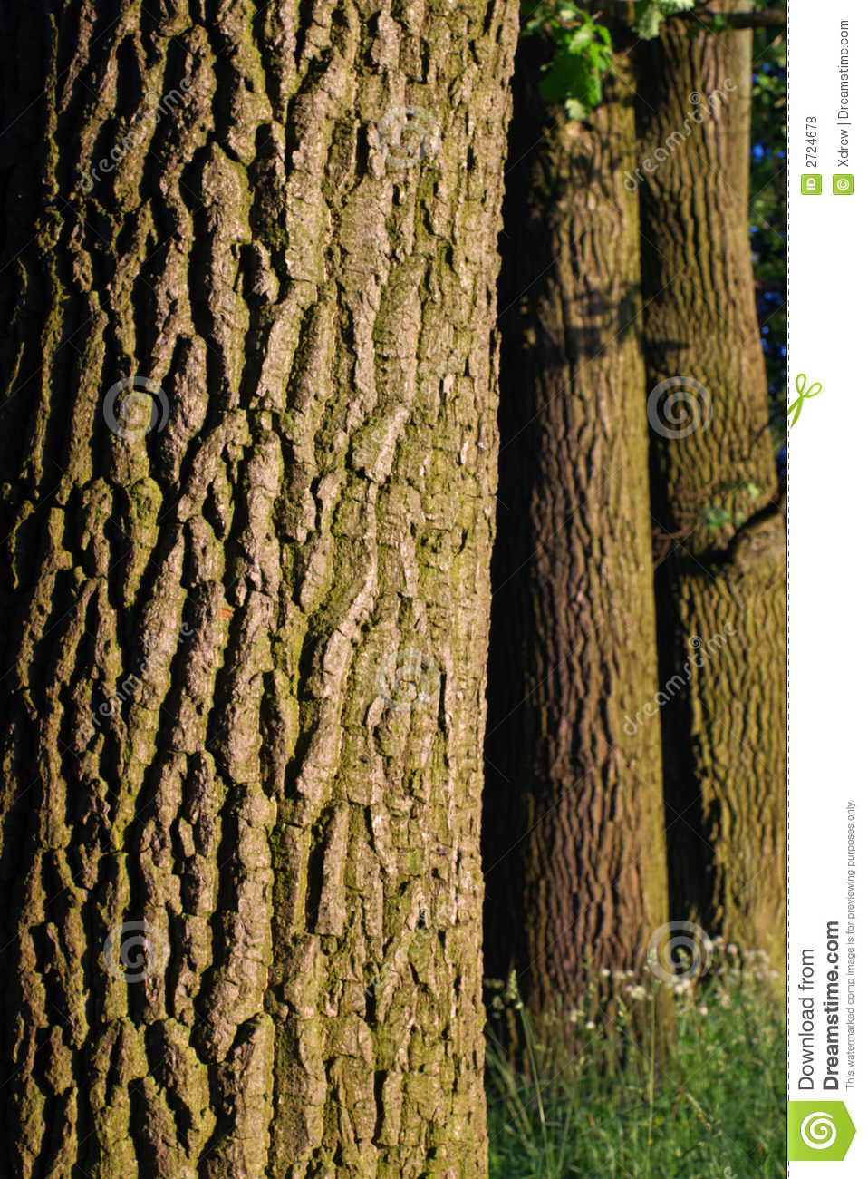 Oak Trees Bark Pattern In Evening Light Vertical