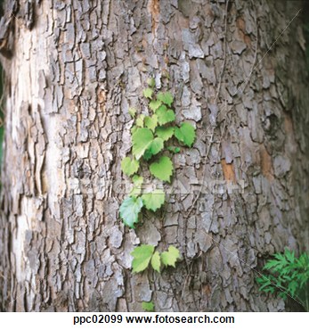 Stock Photograph Of Tree Bark Of A Tree Bark Vine Ivy Vine Wall
