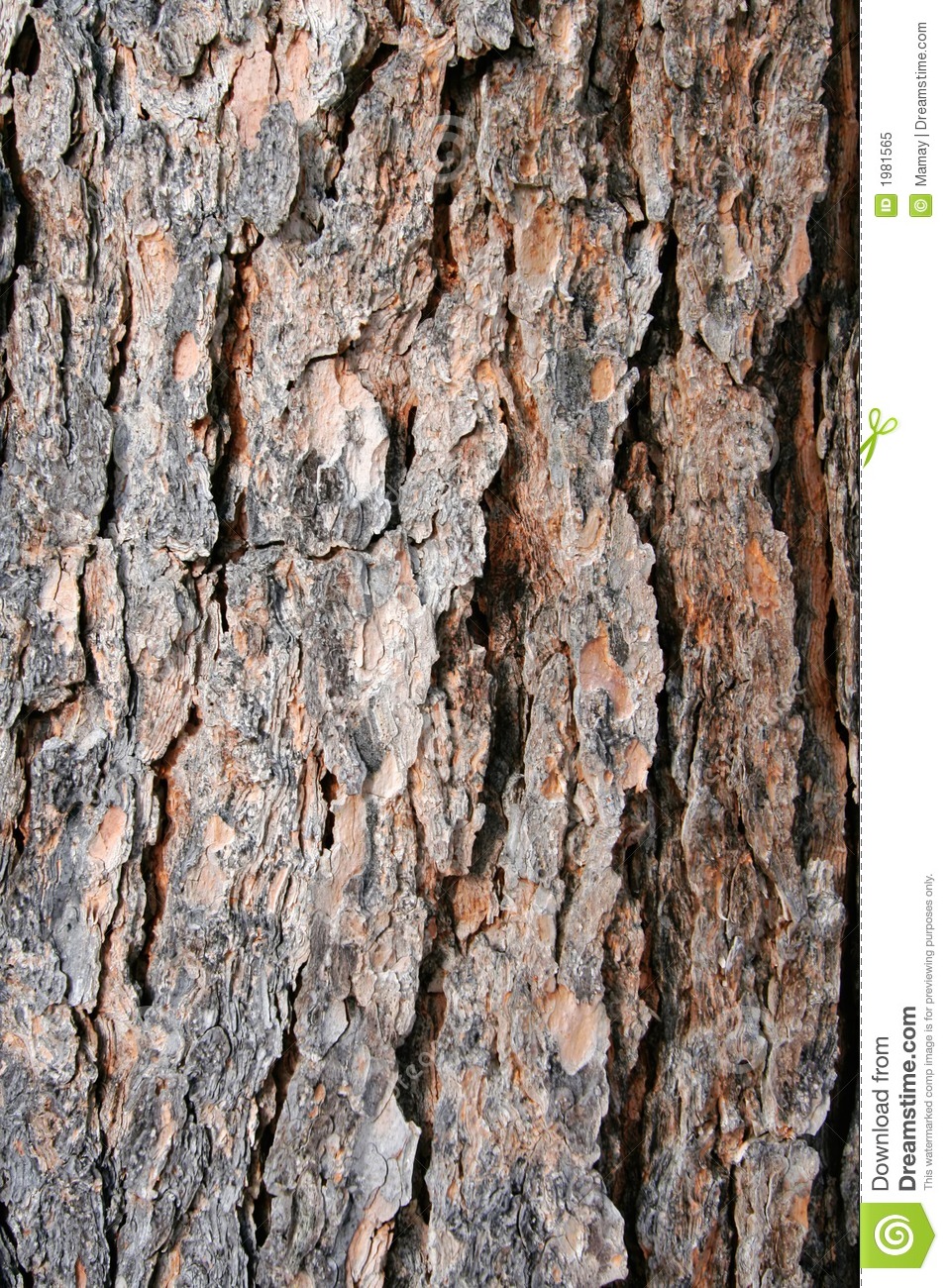 Texture Pine Tree Bark Royalty Free Stock Photo   Image  1981565