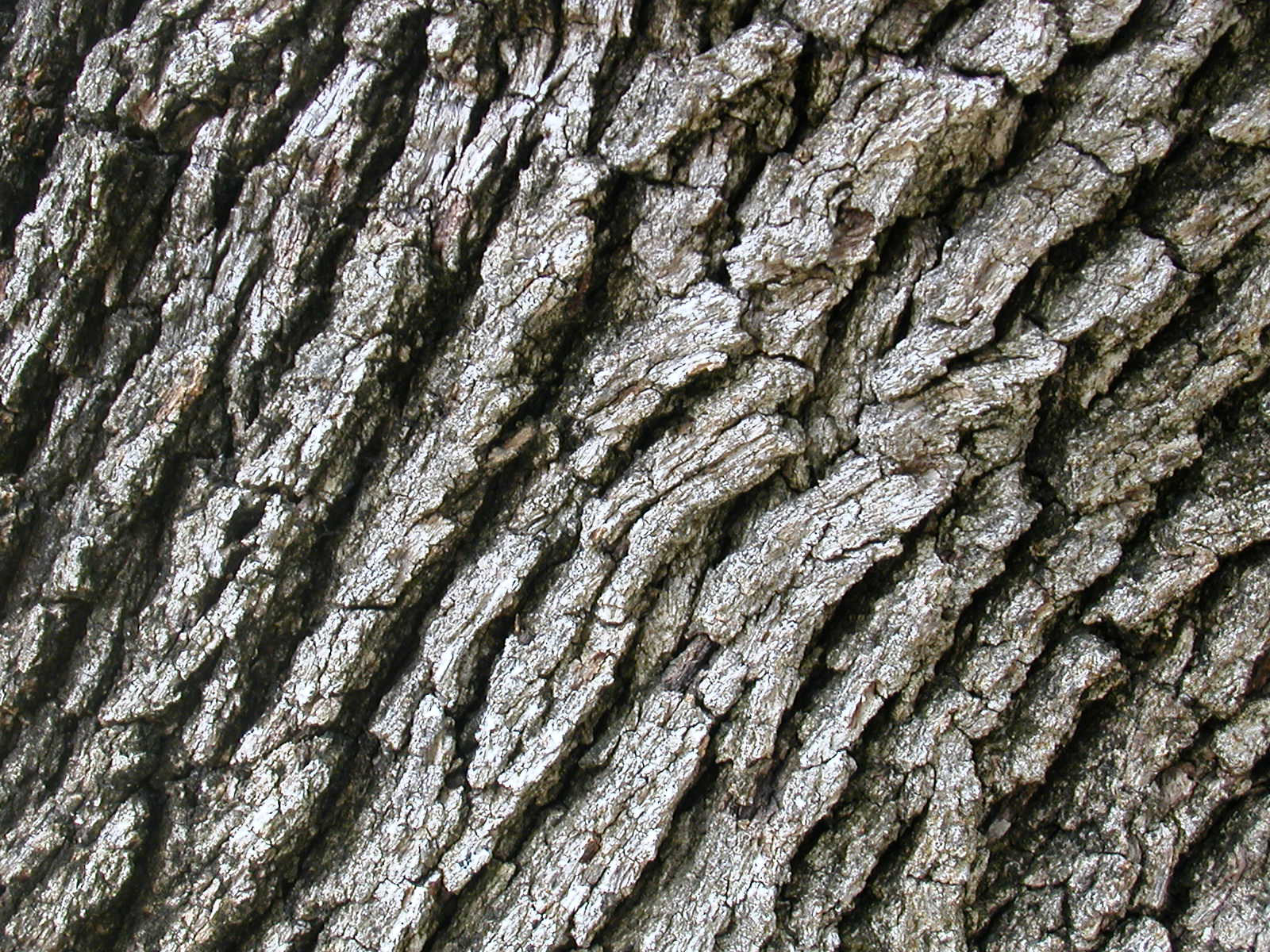 Tree Bark Clipart