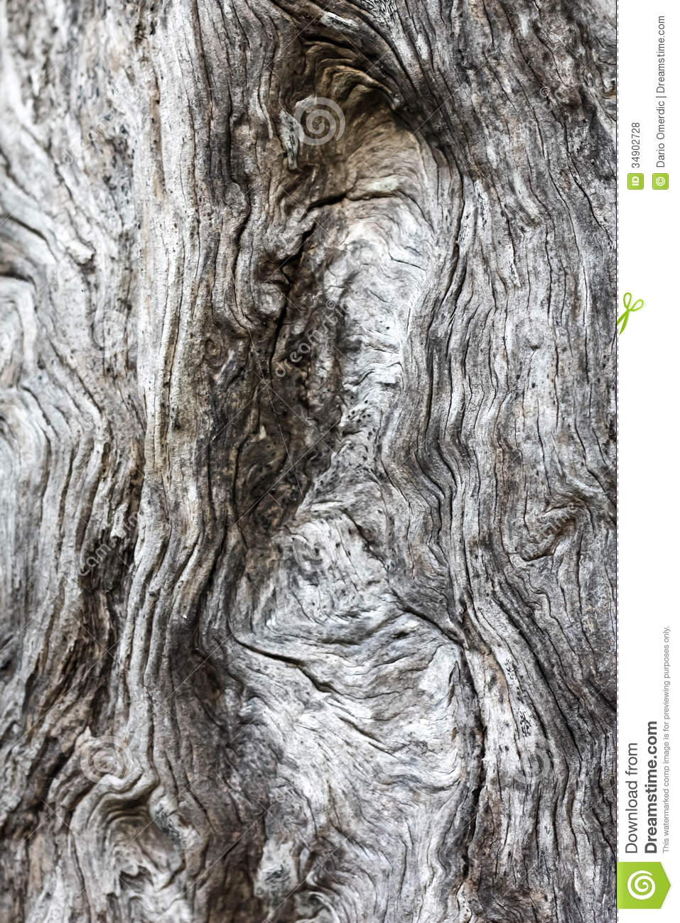 Tree Bark Clipart Olive Tree Bark With Traces