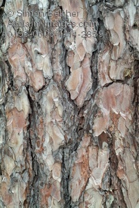 Tree Bark Clipart
