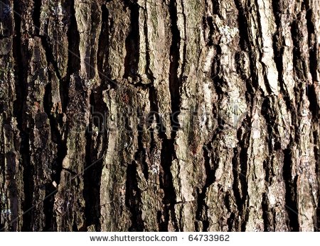 Tree Bark Pattern Clipart Tree Bark Texture   Stock