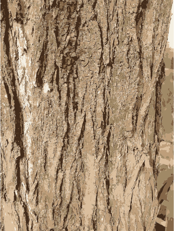 Tree Bark Texture By Rejon   The Texture Of A Tree