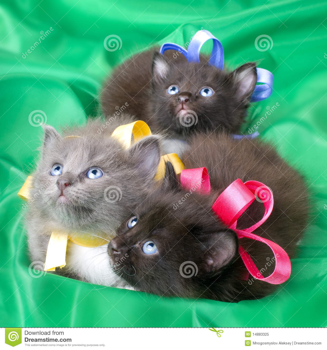 One Gray Beautiful Fluffy Little Kittens On Green Background Cloth