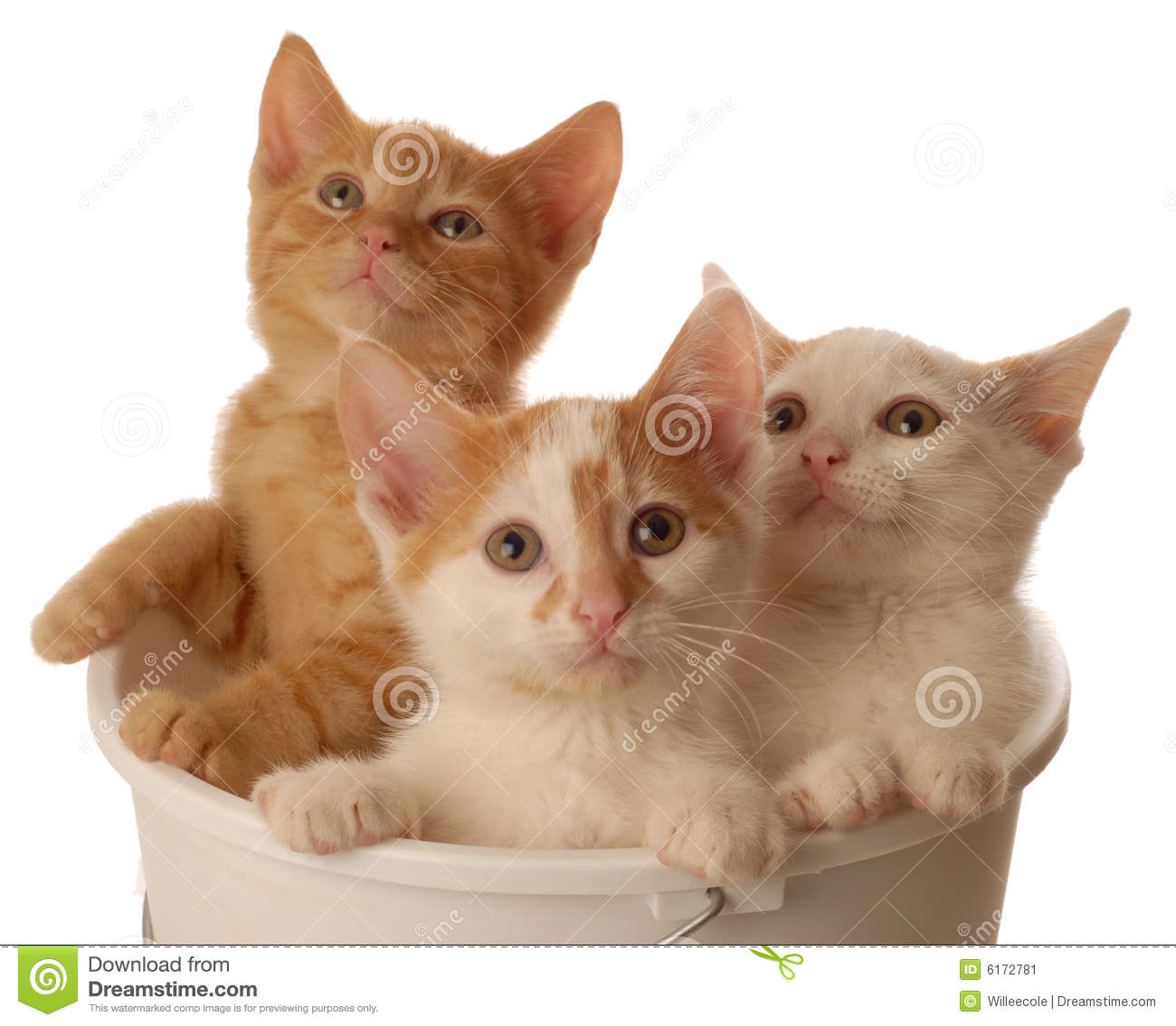 Three Little Kittens Stock Image   Image  6172781