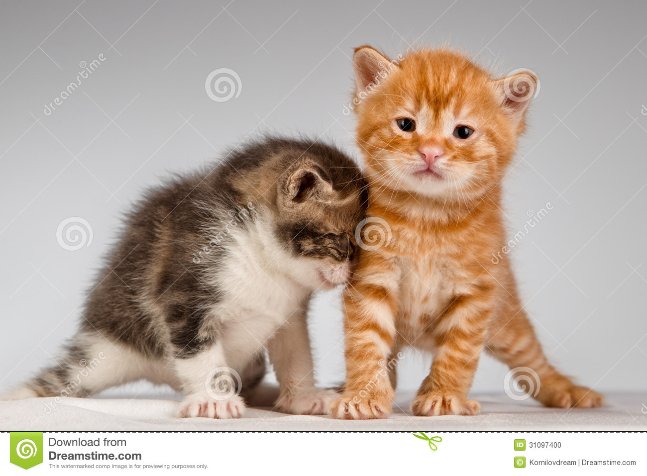 Two Funny Playful Little Red Hair Kittens Playing With Each Other