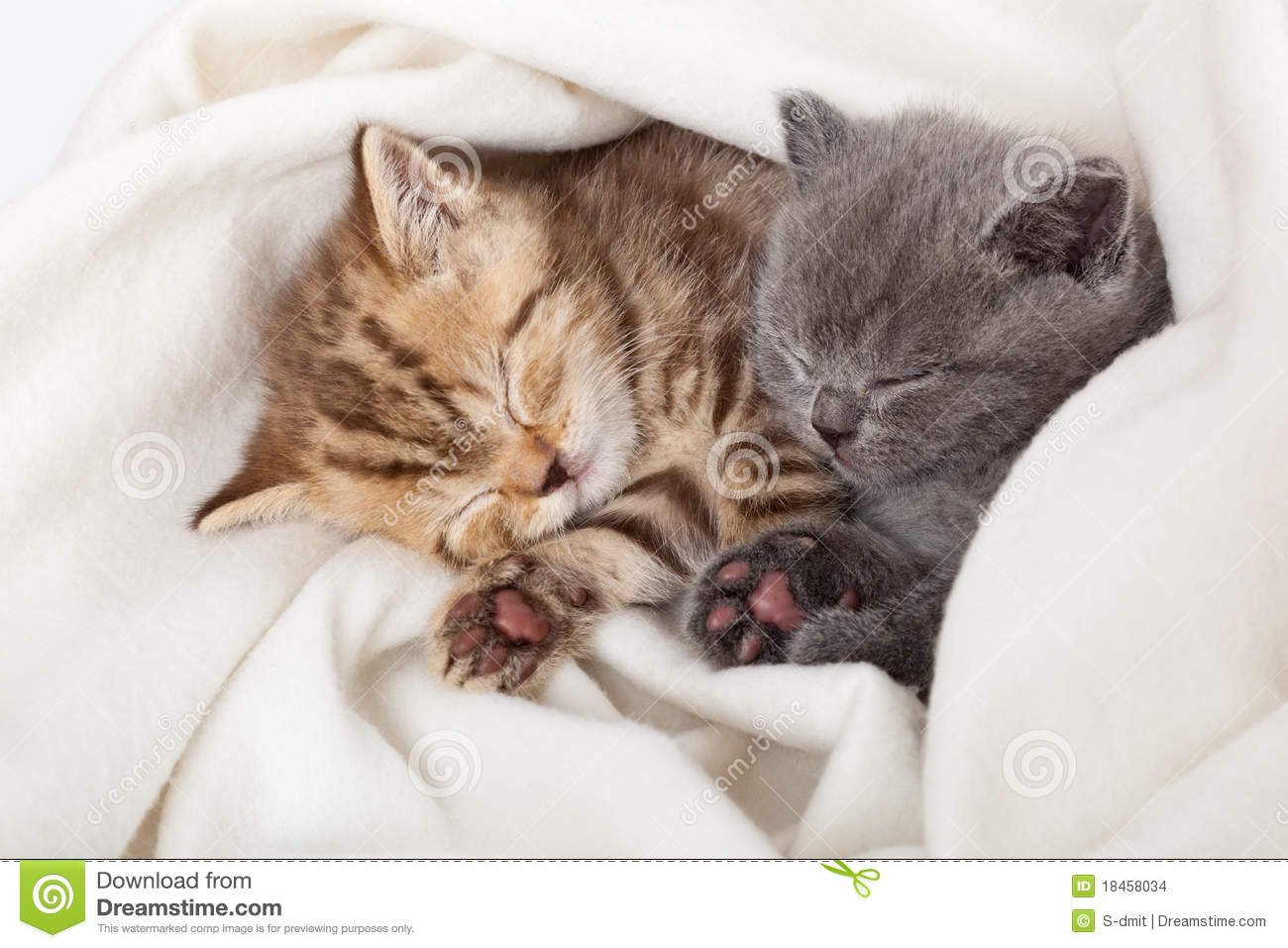 Two Little Funny Scottish Fold Kittens  Isolated On A White Background