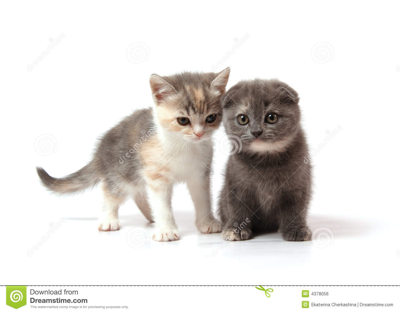 Two Little Scottish Fold Kittens   Blue Cream And Three Coloured