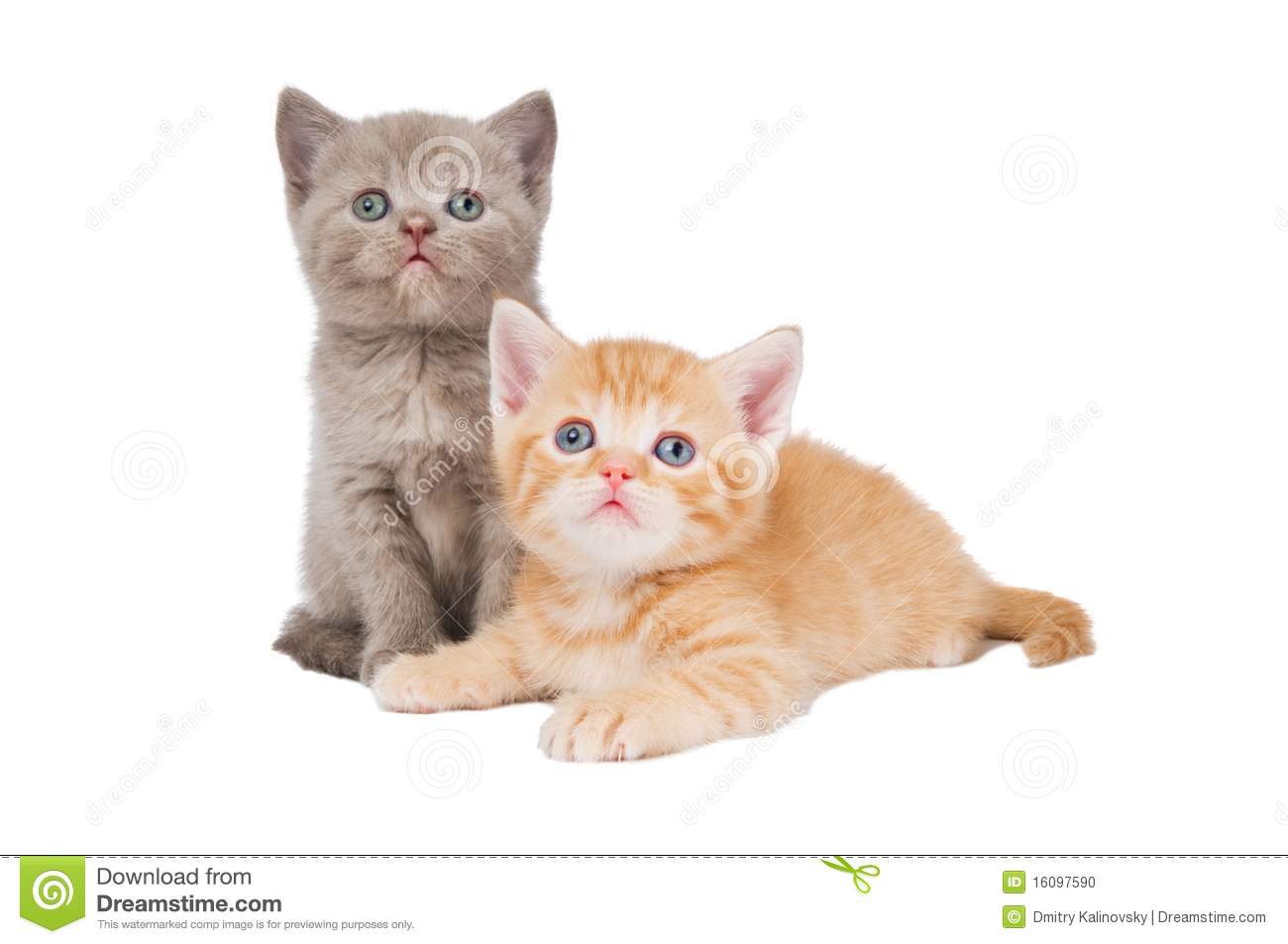 Two Little Sitting  Lying  British Shorthair Kittens Cat Isolated