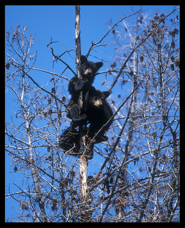 Back   Gallery For   Bear Cub Climbing Silhouette Clip Art