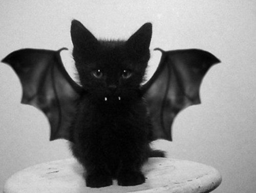 Bat Black And White Cat Cute Kitten Favim Com 438343 Jpg