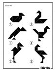 Solutions For Silhouette Outlines Of Birds  Duck Swan Turkey Vulture    