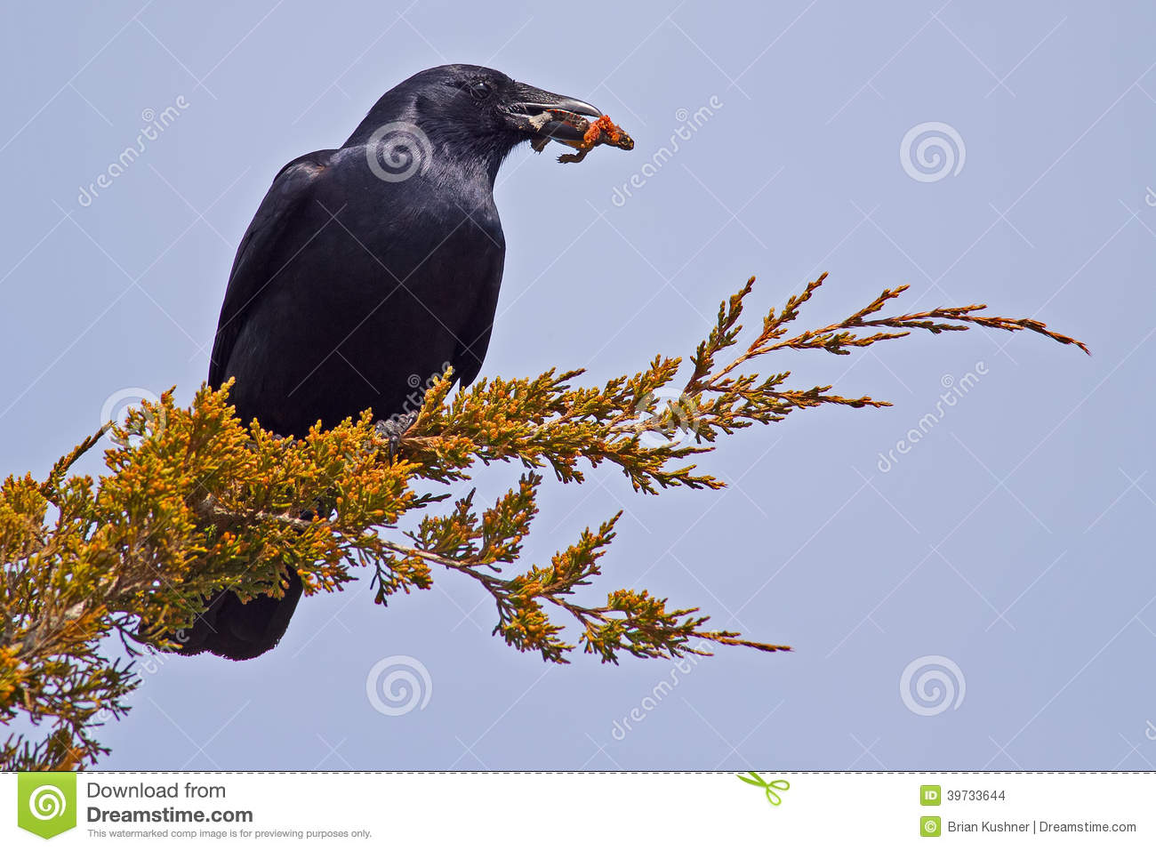 American Crow Stock Photo   Image  39733644