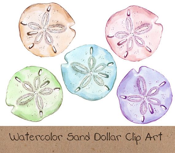 Watercolor Clip Art Ocean Sea Sand Dollar By Swiejkoforprint  5 00