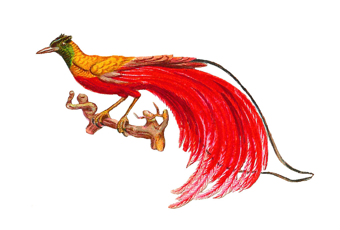     Bird Clip Art  Bird Of Paradise With Red Tail Feathers Antique Graphic