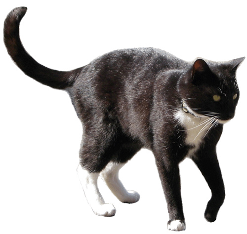 Black And White Cat Clipart 12 Cm   Clipart Video