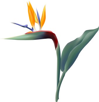 Clip Art Of A Bird Of Paradise Flower
