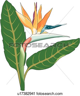 Clipart Of Bird Of Paradise U17382941   Search Clip Art Illustration