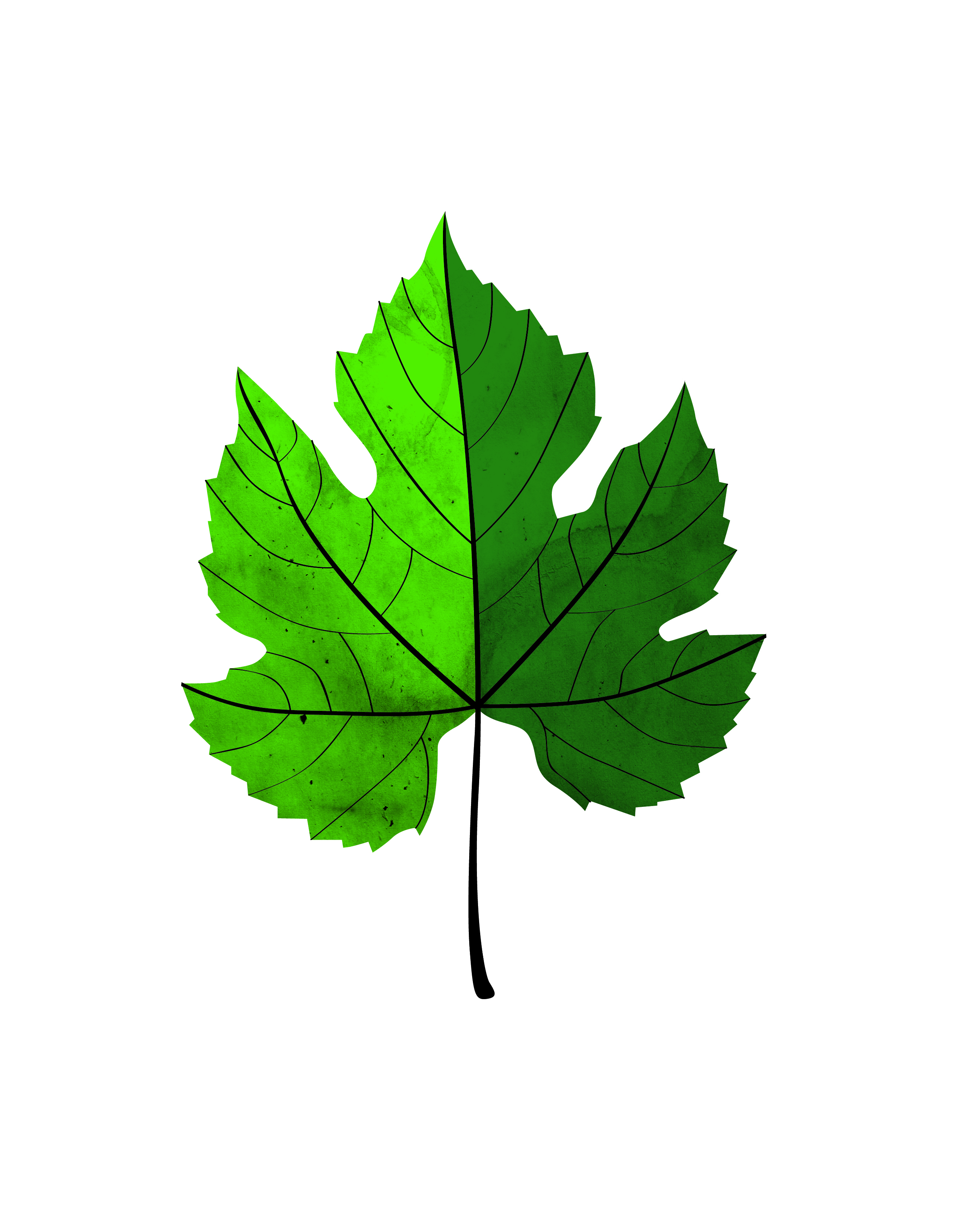 Grape Leaf   Flickr   Photo Sharing    Clipart Best   Clipart Best