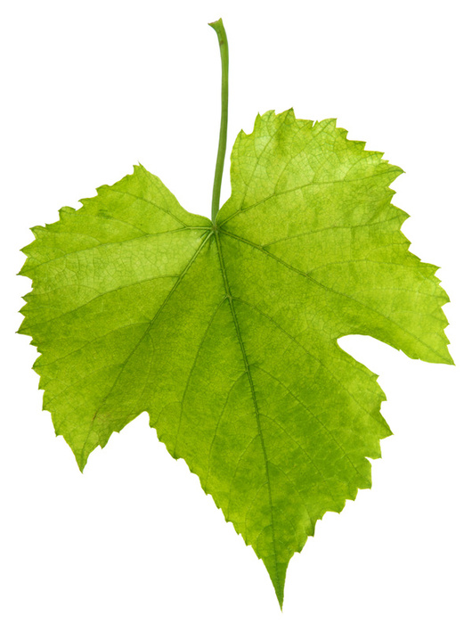 Grape Leaf   Recipes Wiki