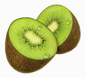 Kiwi Fruit Illustrations And Clipart