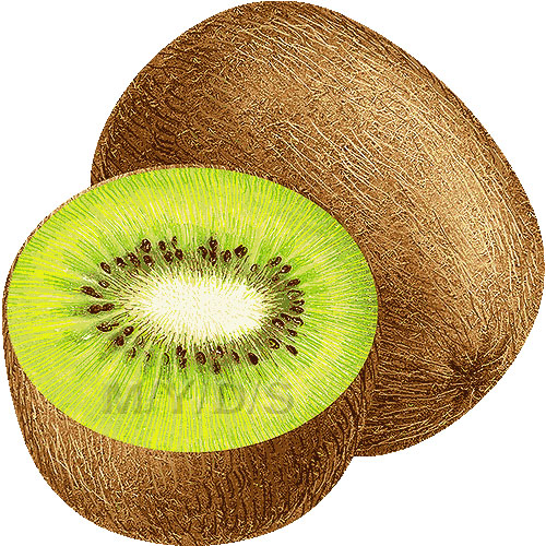 Kiwifruit Clipart Picture   Large