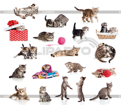 Active Kittens Collection  Little Funny Cats Isolated On White