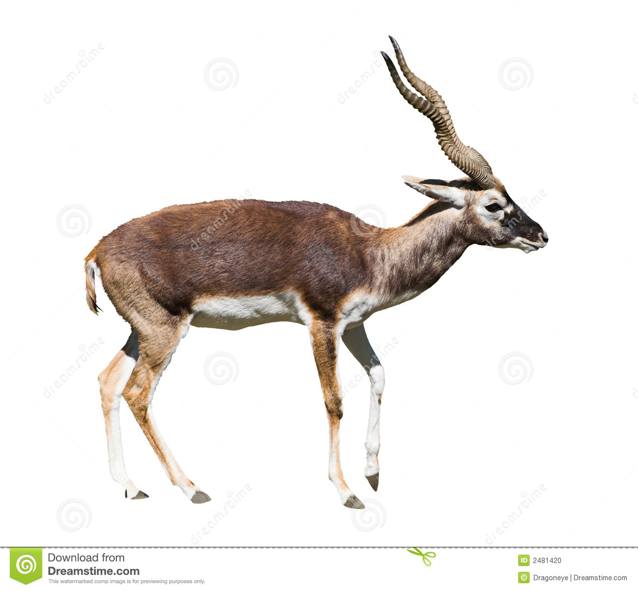 Black Buck Antelope  Antelope Cervicapra L   Isolated Over White    